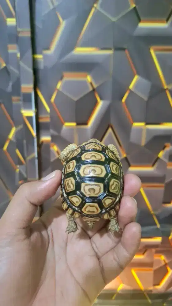 Kura Kura Pardalis 6cm Calon Snow Mutasi Putih Sudah Keluar