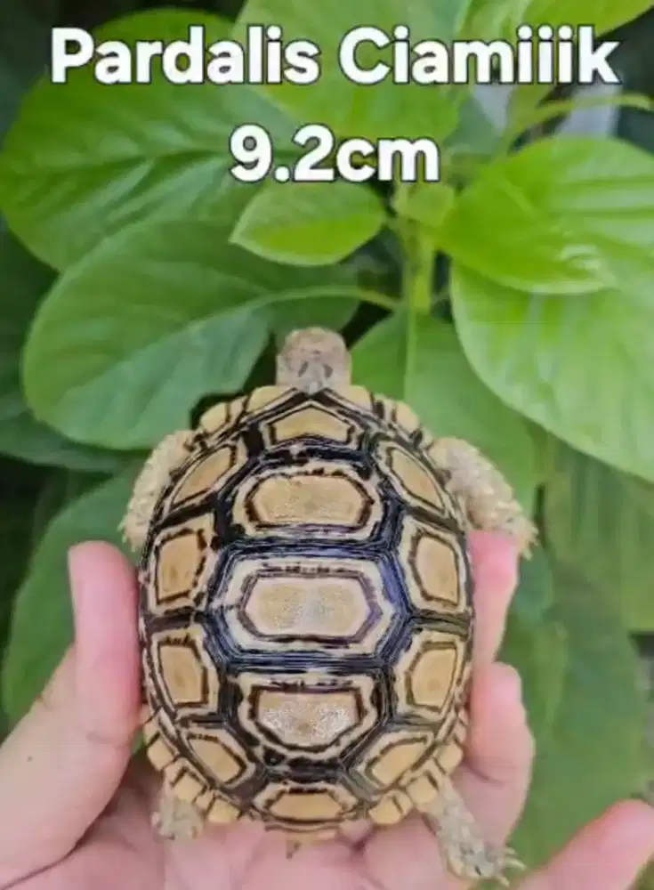 Kura Kura Pardalis Snow 9,2cm Mode Aman