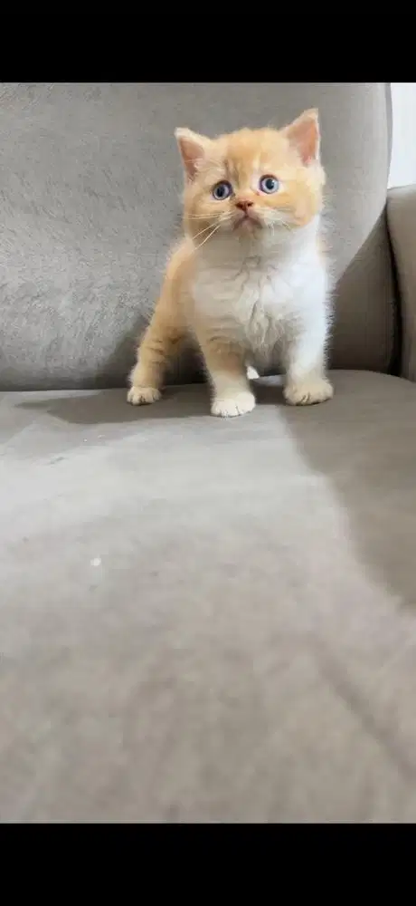 British short hair bico red