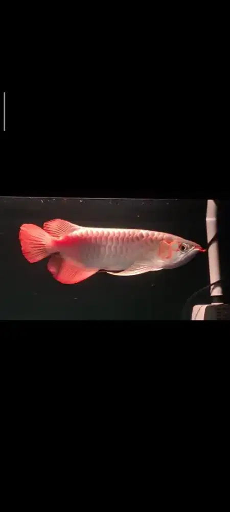 ARWANA SUPER RED