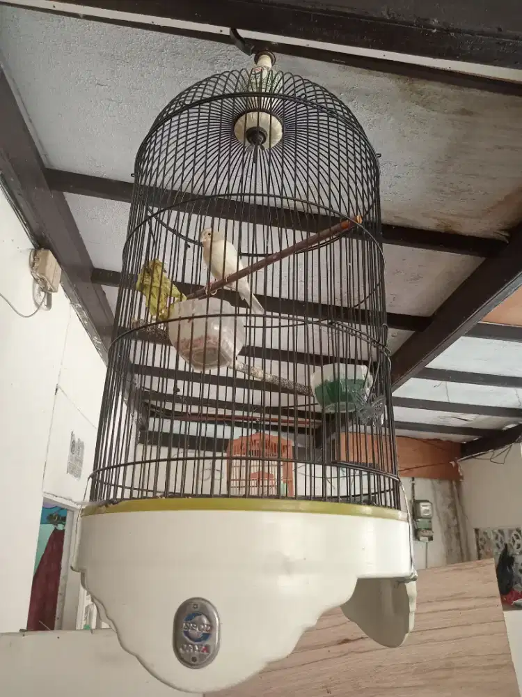 Burung kenari putih bon fullset kandang ebod