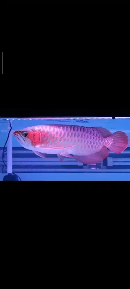 ARWANA SUPER RED