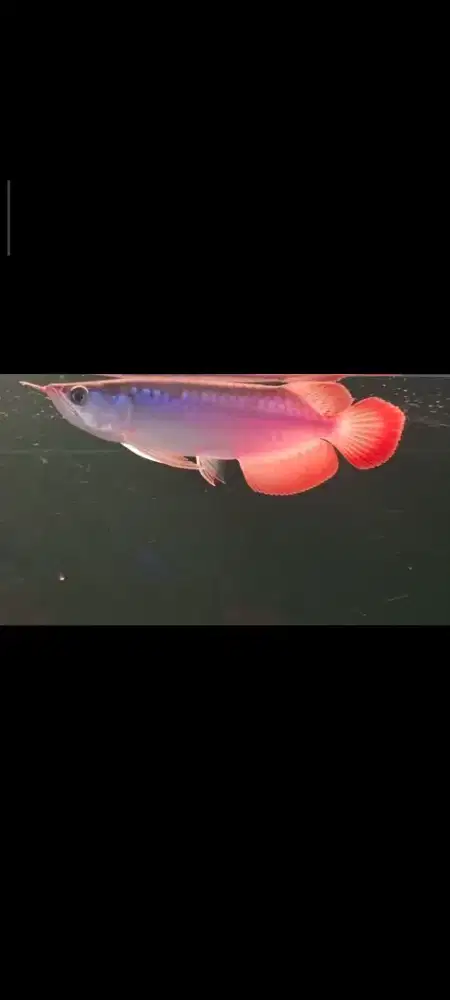 ARWANA SUPER RED