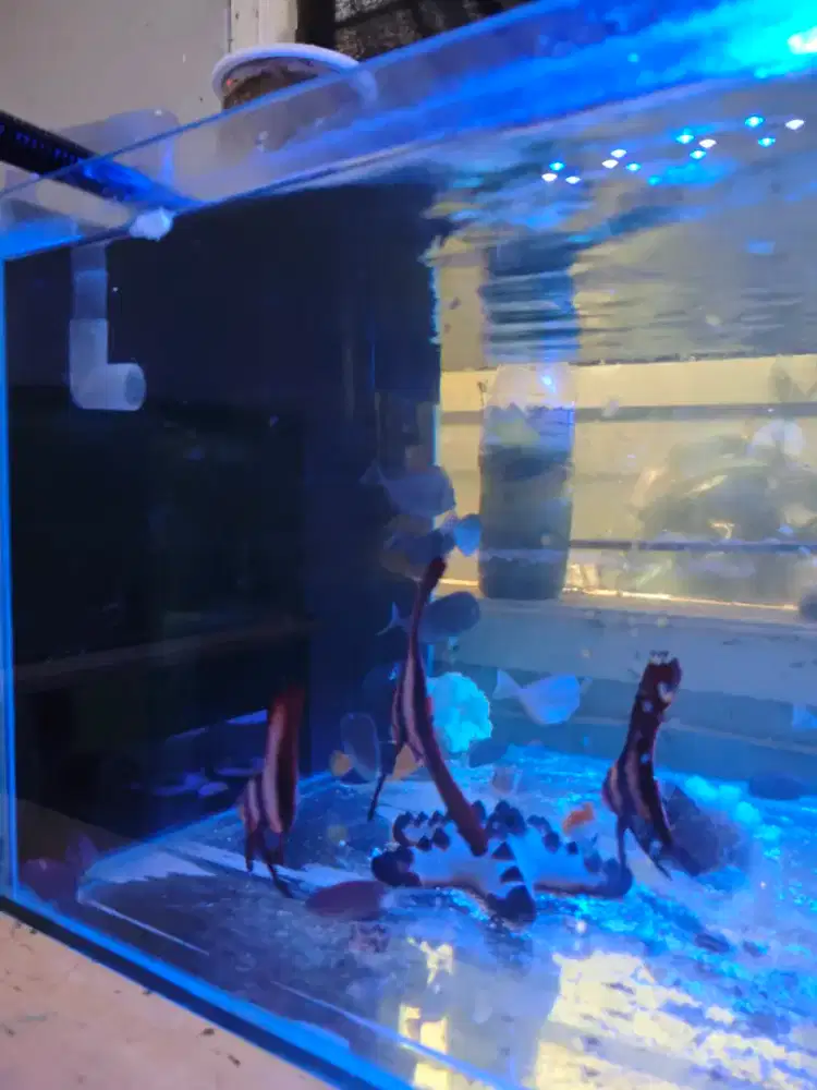 Ikan hias laut aquarium