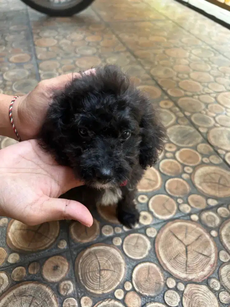 Poodle jantan 3bulan