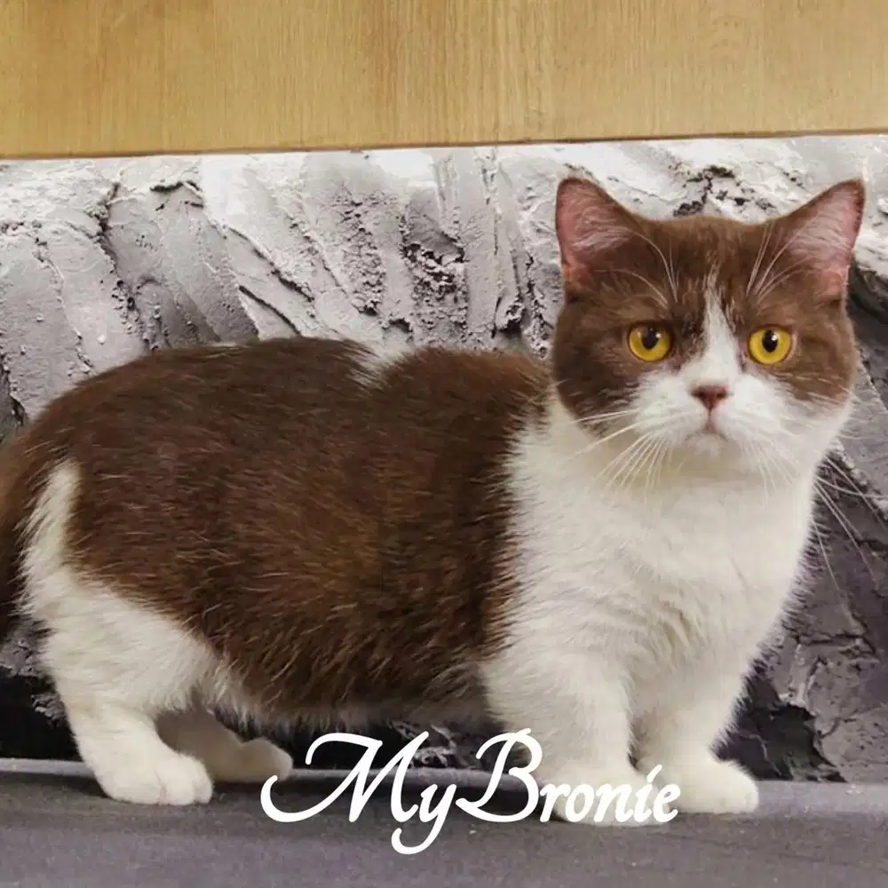 Kucing munchkin british choco siap kawin