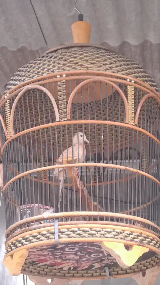 Burung perkutut lokal udan emas majapahit berkaturangan