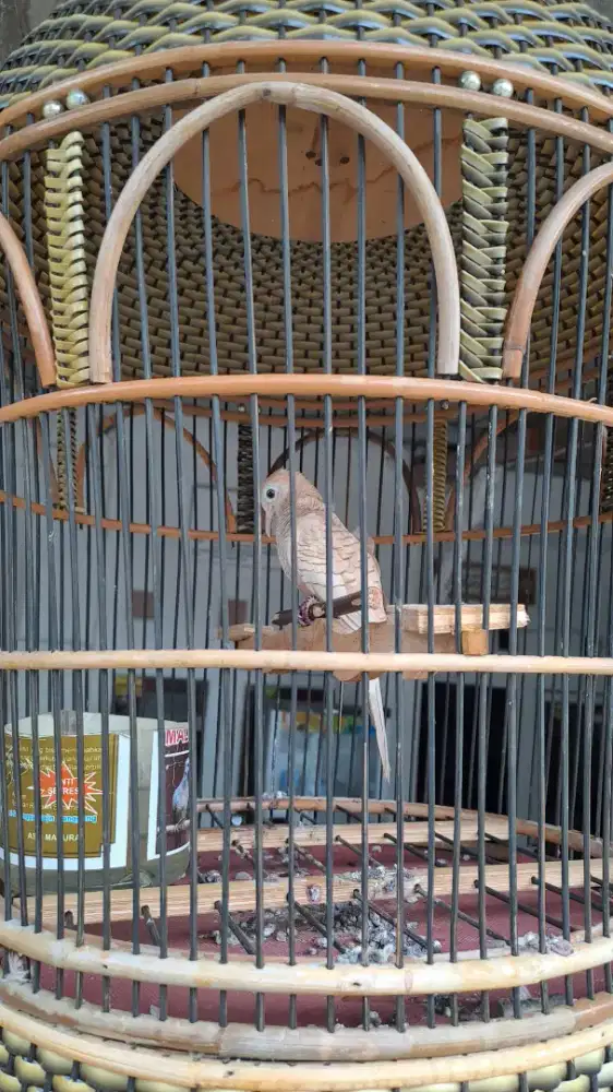Burung perkutut lokal udan emas majapahit berkaturangan