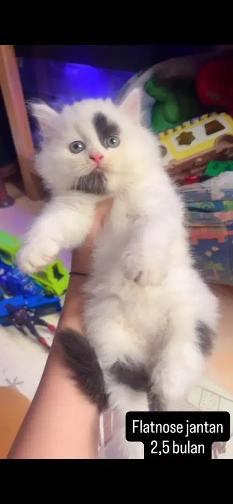 Kucing flatnose kitten