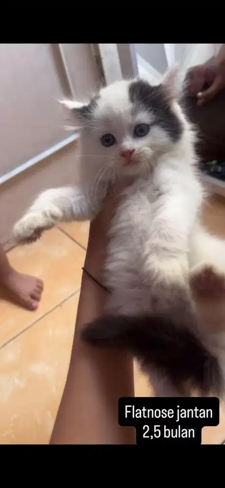 Kucing flatnose kitten