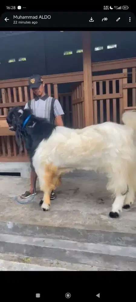 Dijual Kambing ex Kontes