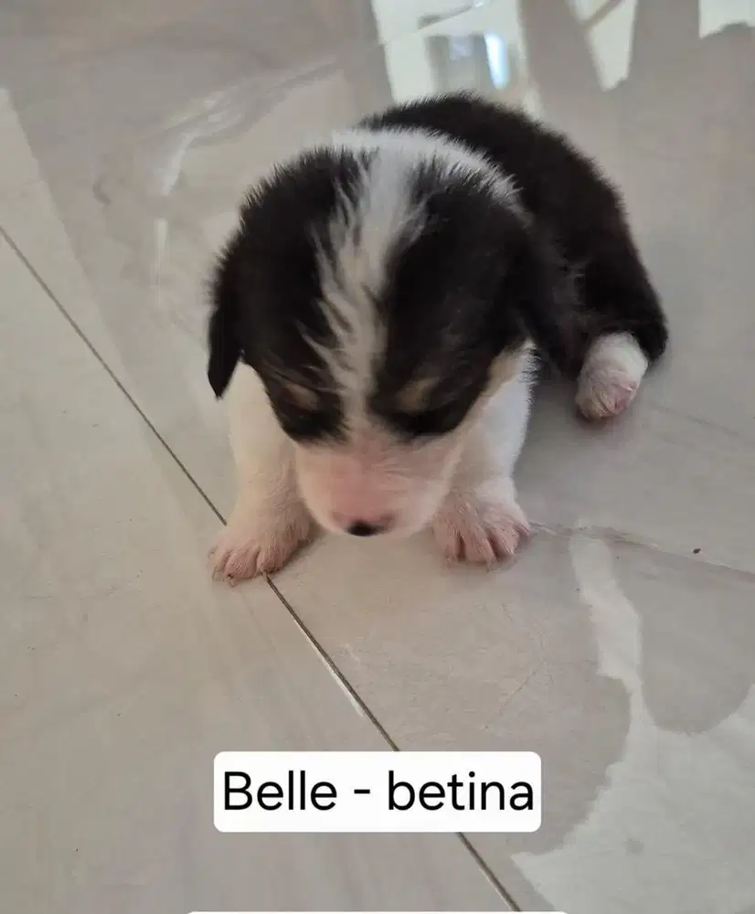 Ready Puppy Anjing Corgi