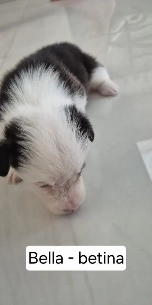 Ready Puppy Anjing Corgi