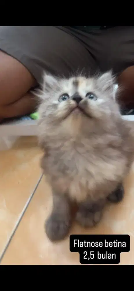 Kucing flatnose kitten