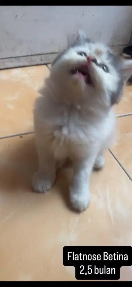 Kucing flatnose kitten