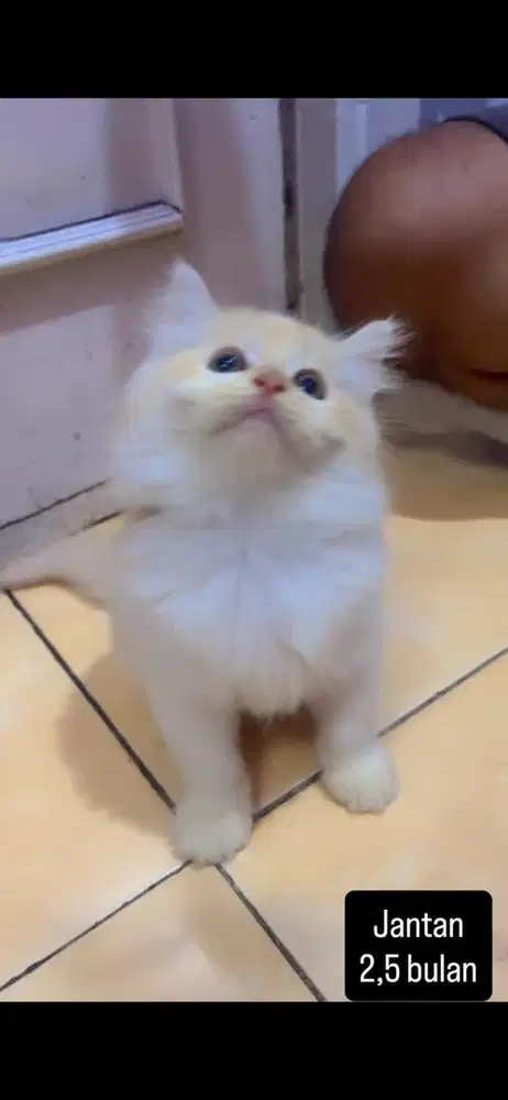 Kucing flatnose kitten