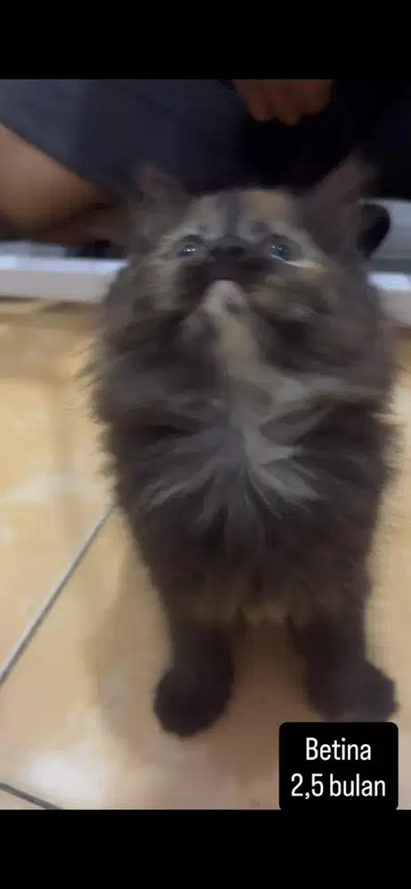 Kucing flatnose kitten