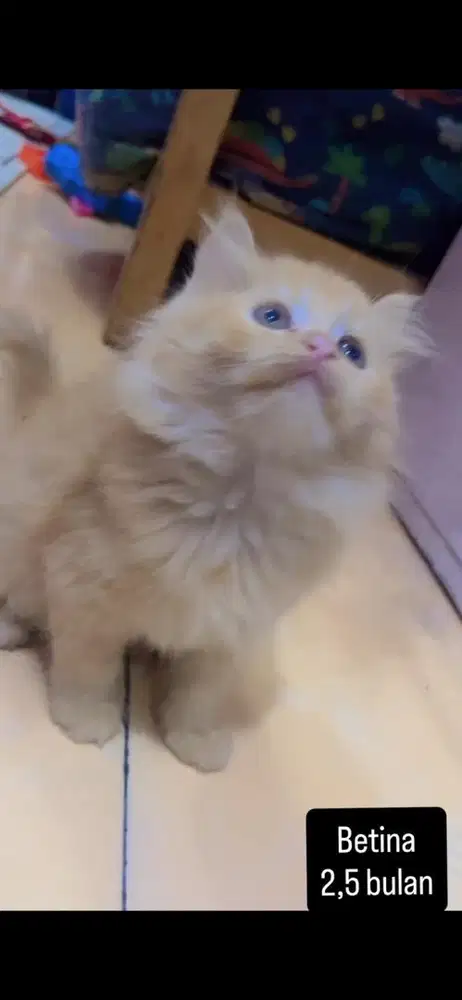 Kucing flatnose kitten