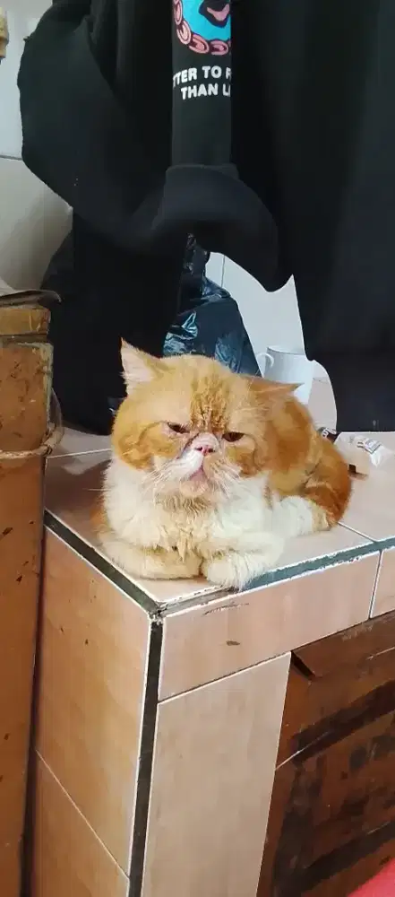 Kucing persia picknouse