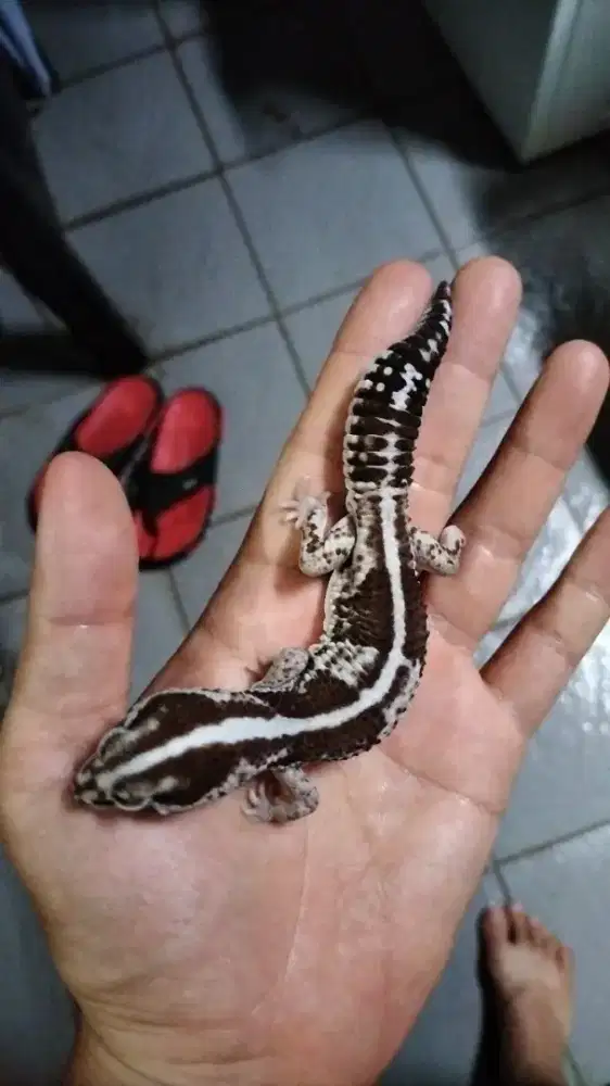 African fat tail gecko