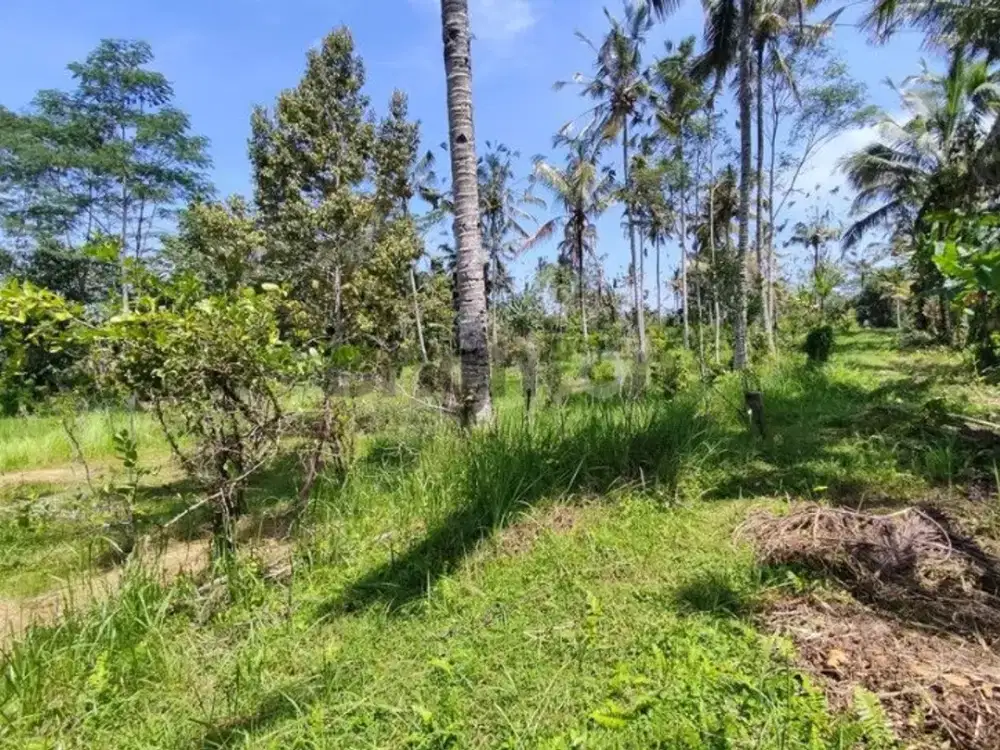 Lahan 60 Are Tegallalang Cocok Untuk Eco Resort