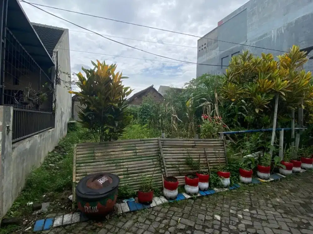 tanah ikan piranha cocok buat bangun kos dkt sudimoro borobudur blimbing suhat