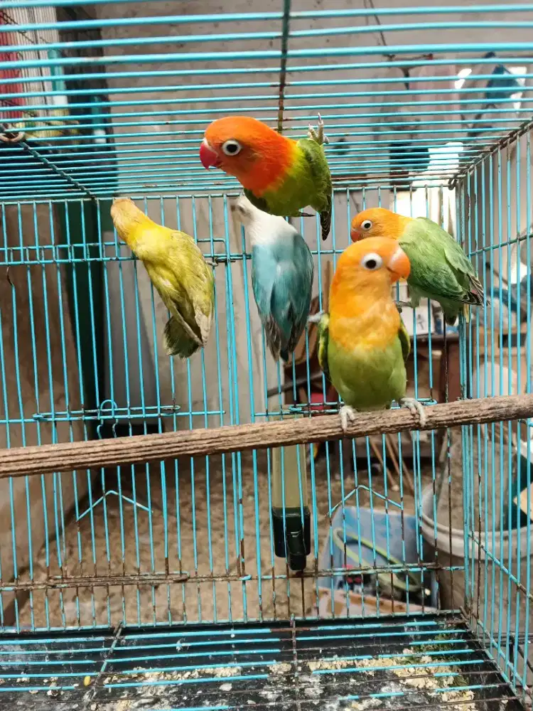 Dijual love bird borongan 8 ekor