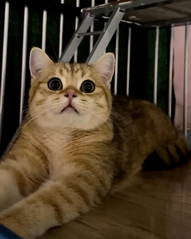 BSH GOLDEN JANTAN 7BULAN VAKSIN