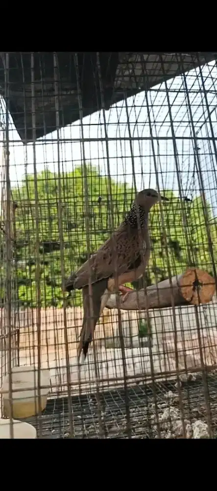 Terkukur Kuk 2 mewah