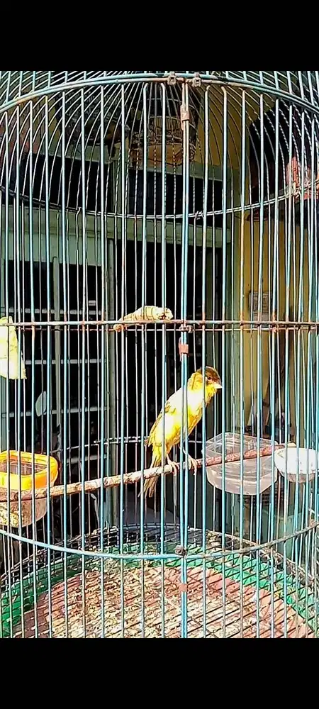 kenari jantan bodi dowo gacor isian blacstroat dll