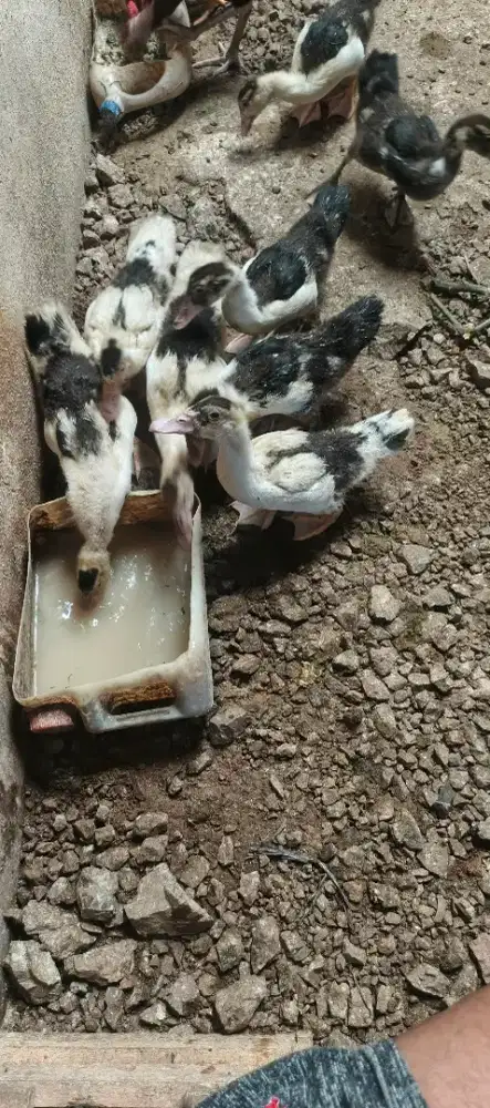 Entok lokal super big