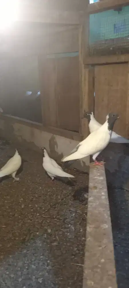 Merpati songkop anakan