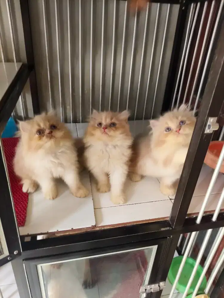 Flatnose jantan-betina gembul 3 bulan