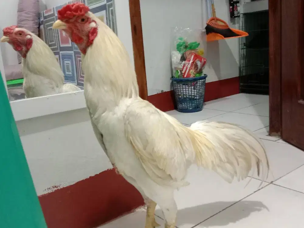 Ayam Jago Putih