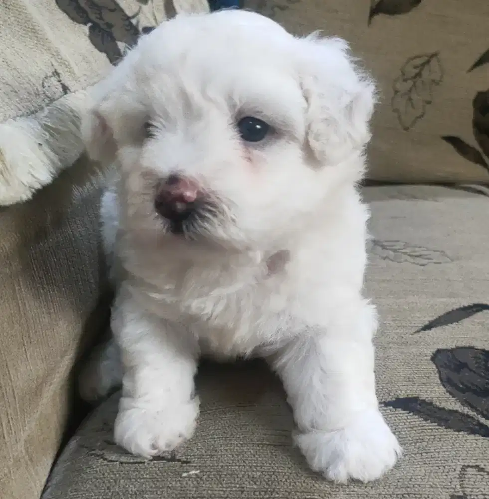 DI JUAL MURAH RED TOY POODLE STAMBUM VAKSIN KUALITAS BAGUS