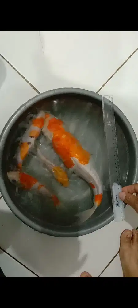 Ikan koi 4 ekor