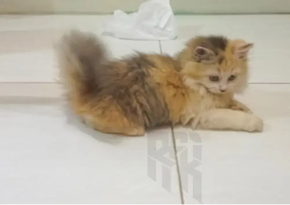 persia flatnose betina umur 4 bulan