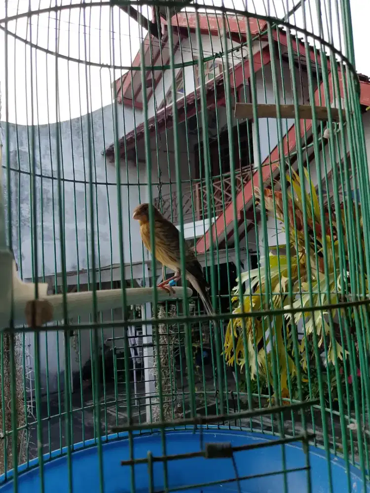 Kenari F1SF paud ring peternak