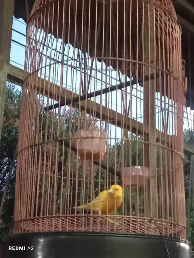 Burung kenari riwikan