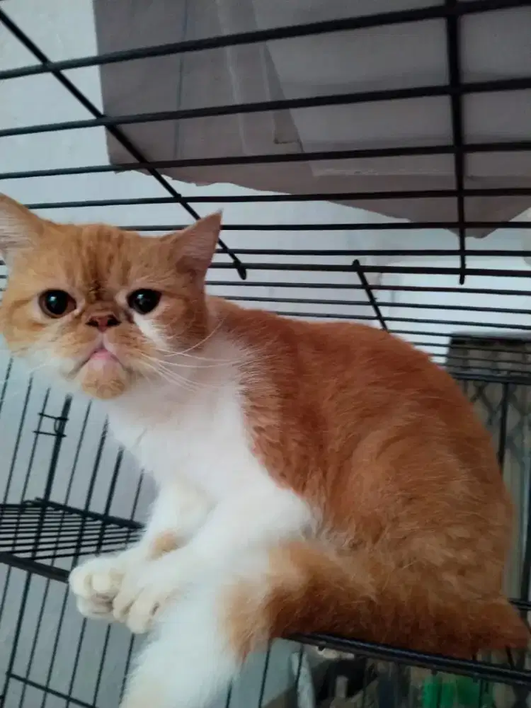 Kucing Persia usia 5th