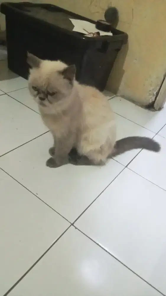 Lepas adopsi Himalaya persia jantan