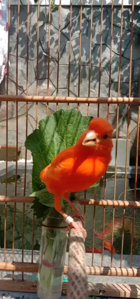 Kenari merah lokal jantan gacor usia sudah mapan ada 2ekor