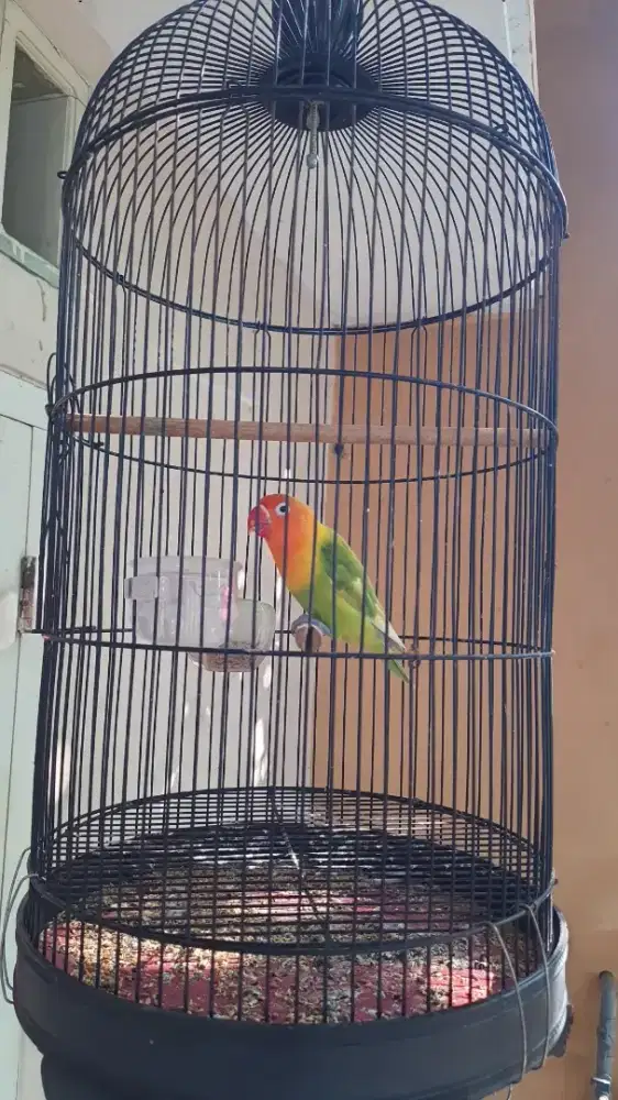 Lb gacor harian bunyi