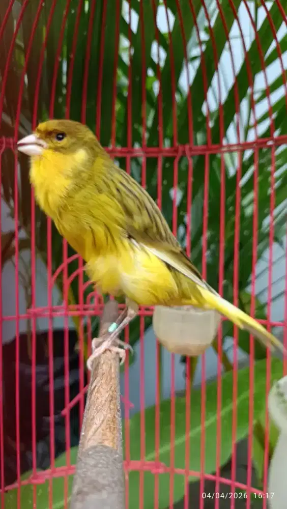 Kenari gacoran Bon kuning