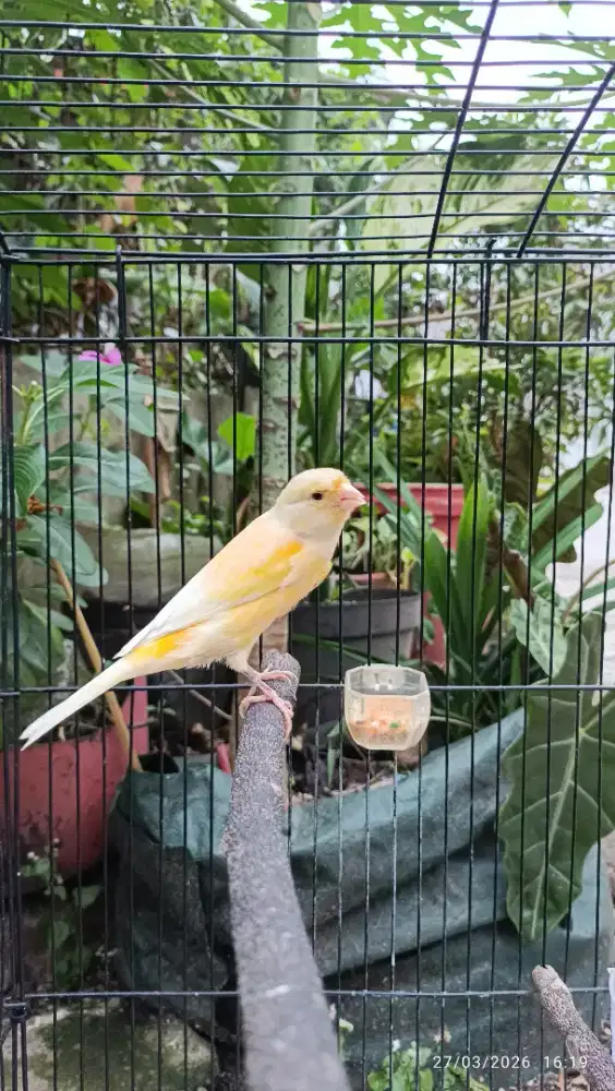 Kenari gacoran kuning