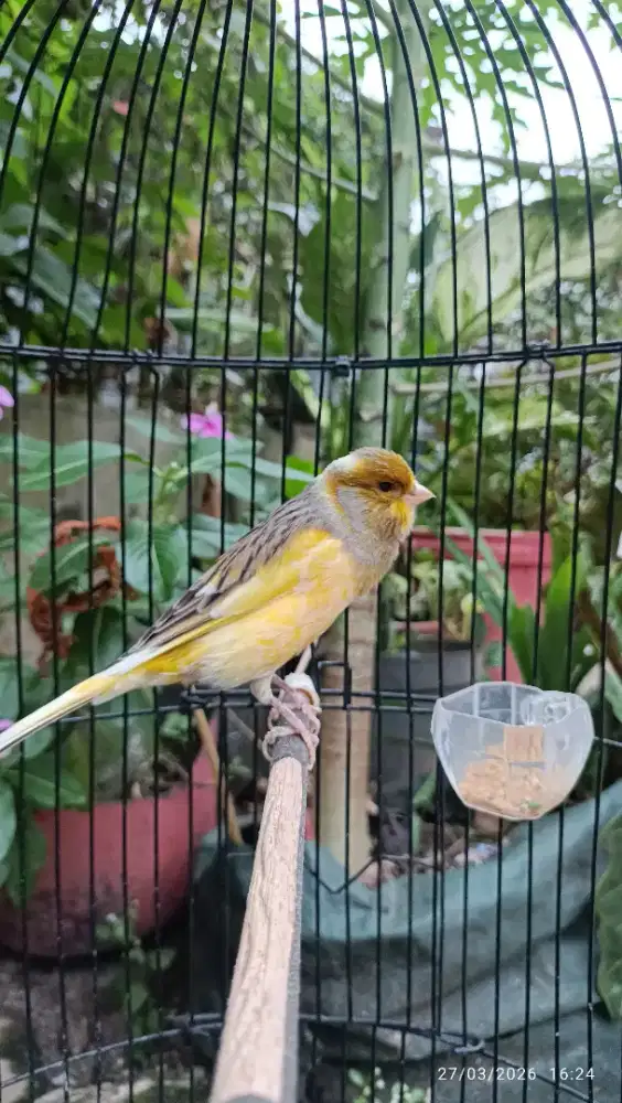 Kenari gacoran bon kuning 1