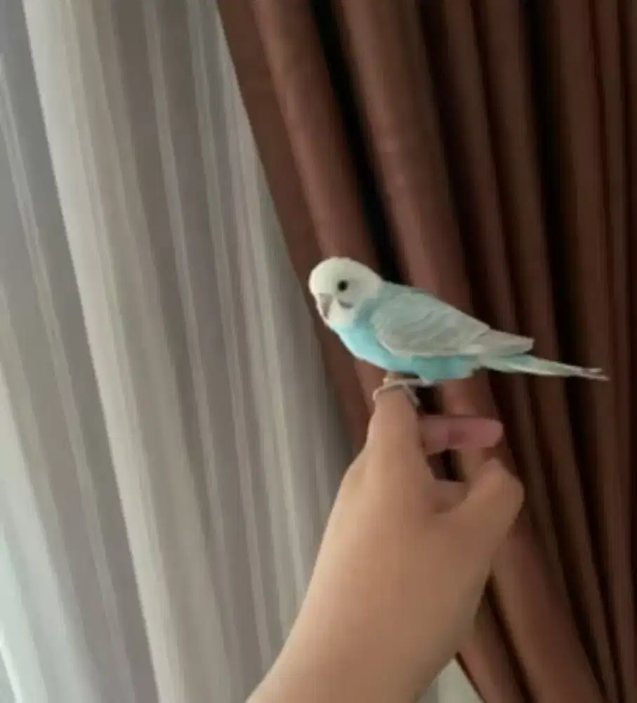 Burung Parkit Jantan Jinak sehat