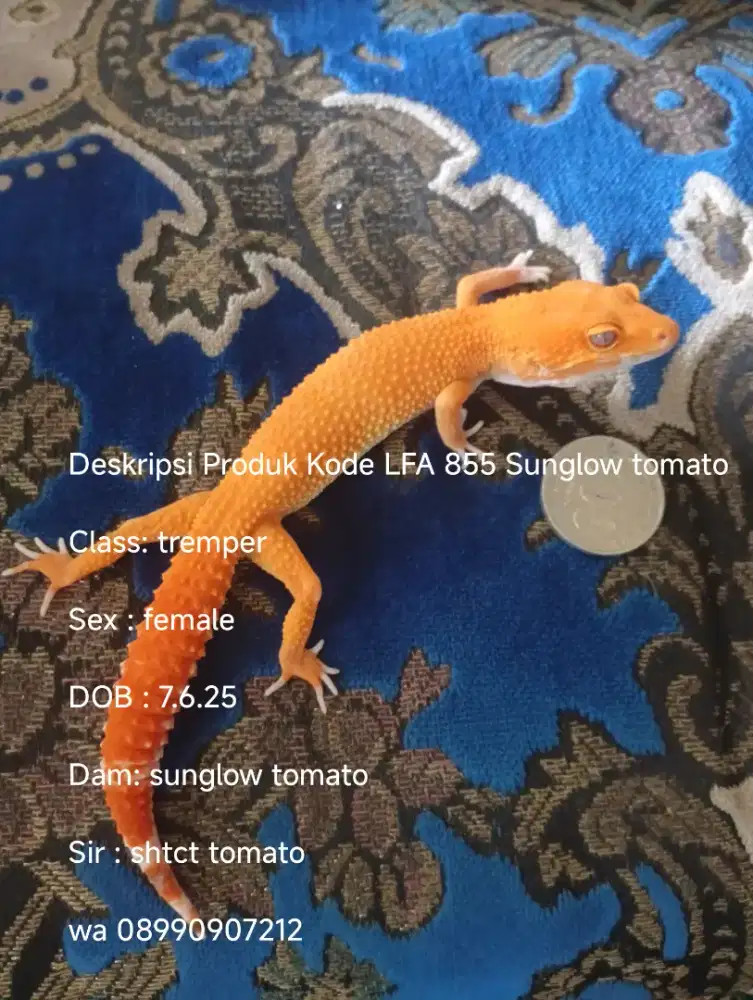 Gecko area palembang