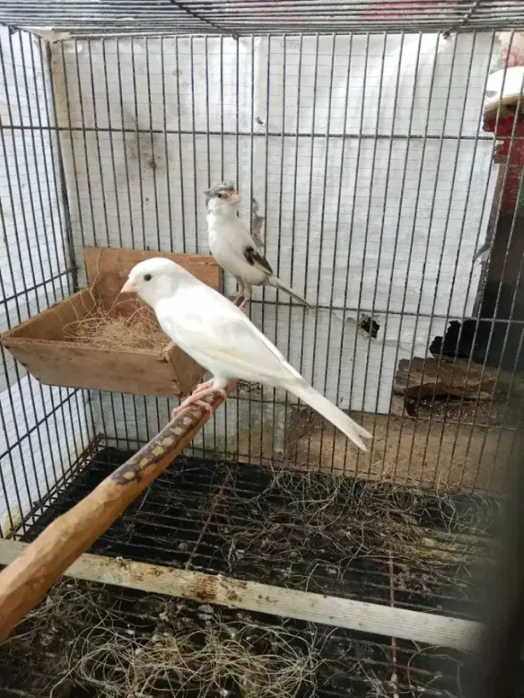 Sepasang burung kenari betina putih jantan panda jambul