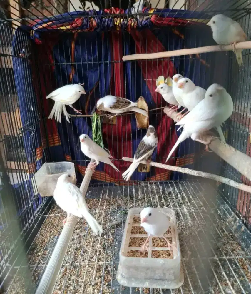 Paud kenari putih 9ekor panda 2ekor usia 2bln